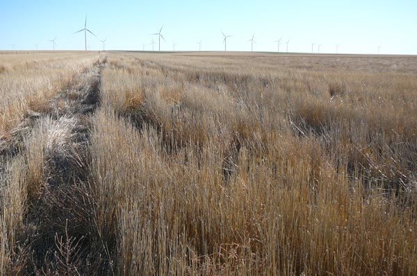 A field of dry grass with wind turbines in the background.