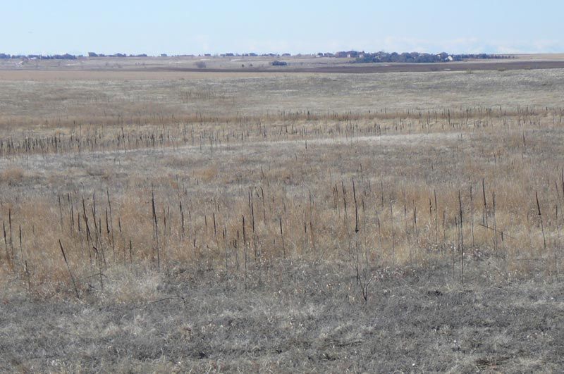 A large dry grass field with a fence in the distance.