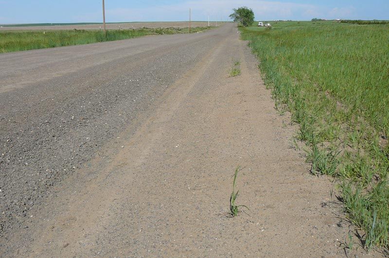 A dirt road with grass on the side of it