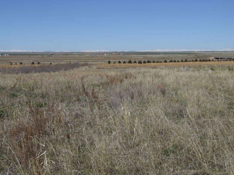 A large grassy field with a blue sky in the background.