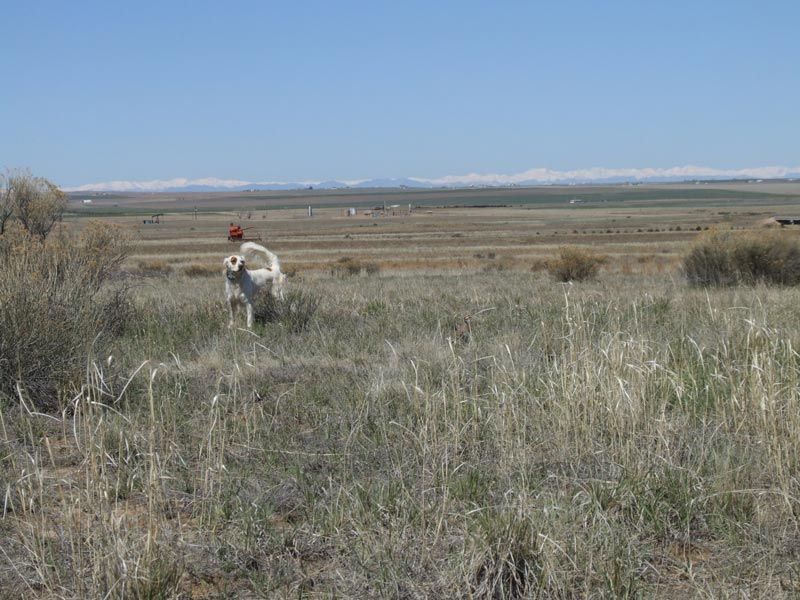 A person is standing in a field with a dog.