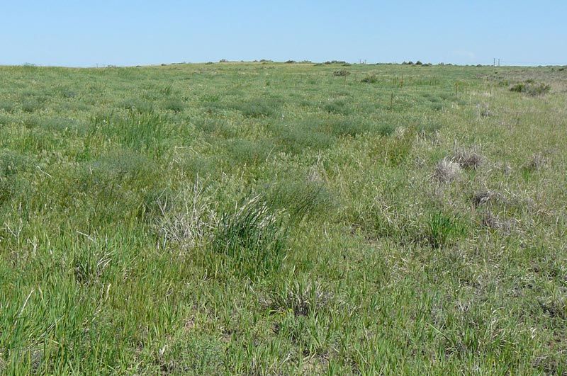 A large grassy field with a blue sky in the background.