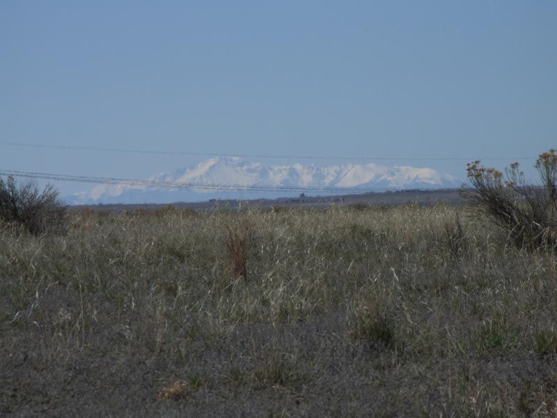 A field of tall grass with a mountain in the background.