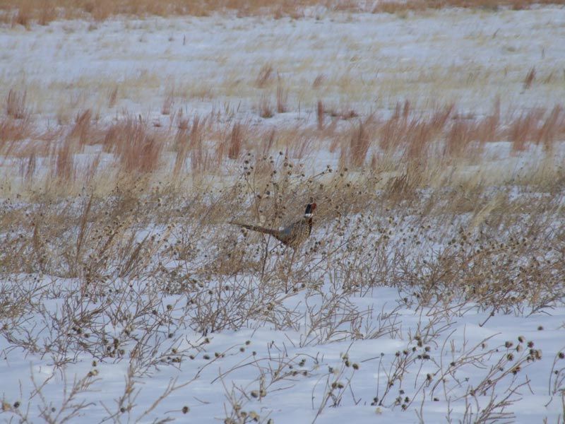 A bird is flying over a snowy field.