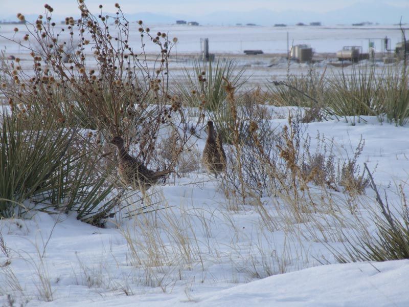 A couple of birds standing in a snowy field