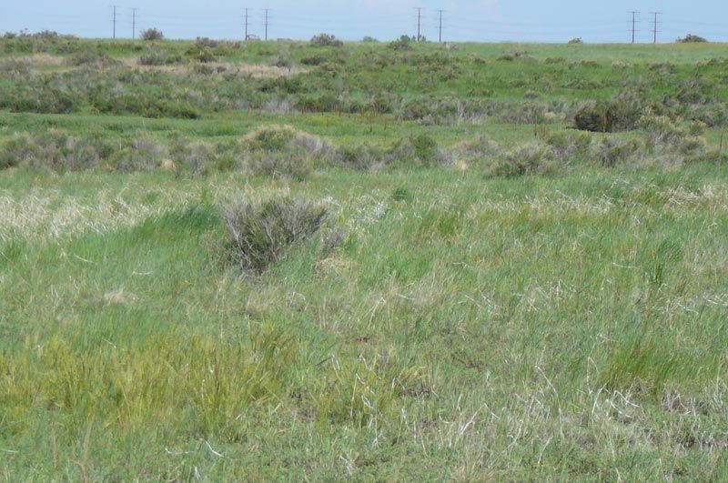 A large grassy field with power lines in the background.