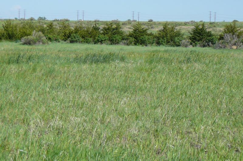 A large grassy field with trees in the background and power lines in the distance.