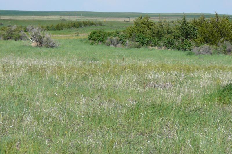 A field of tall grass with trees in the background.