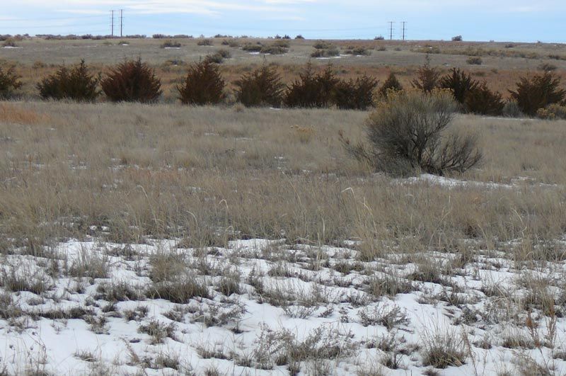 A snowy field with trees in the background