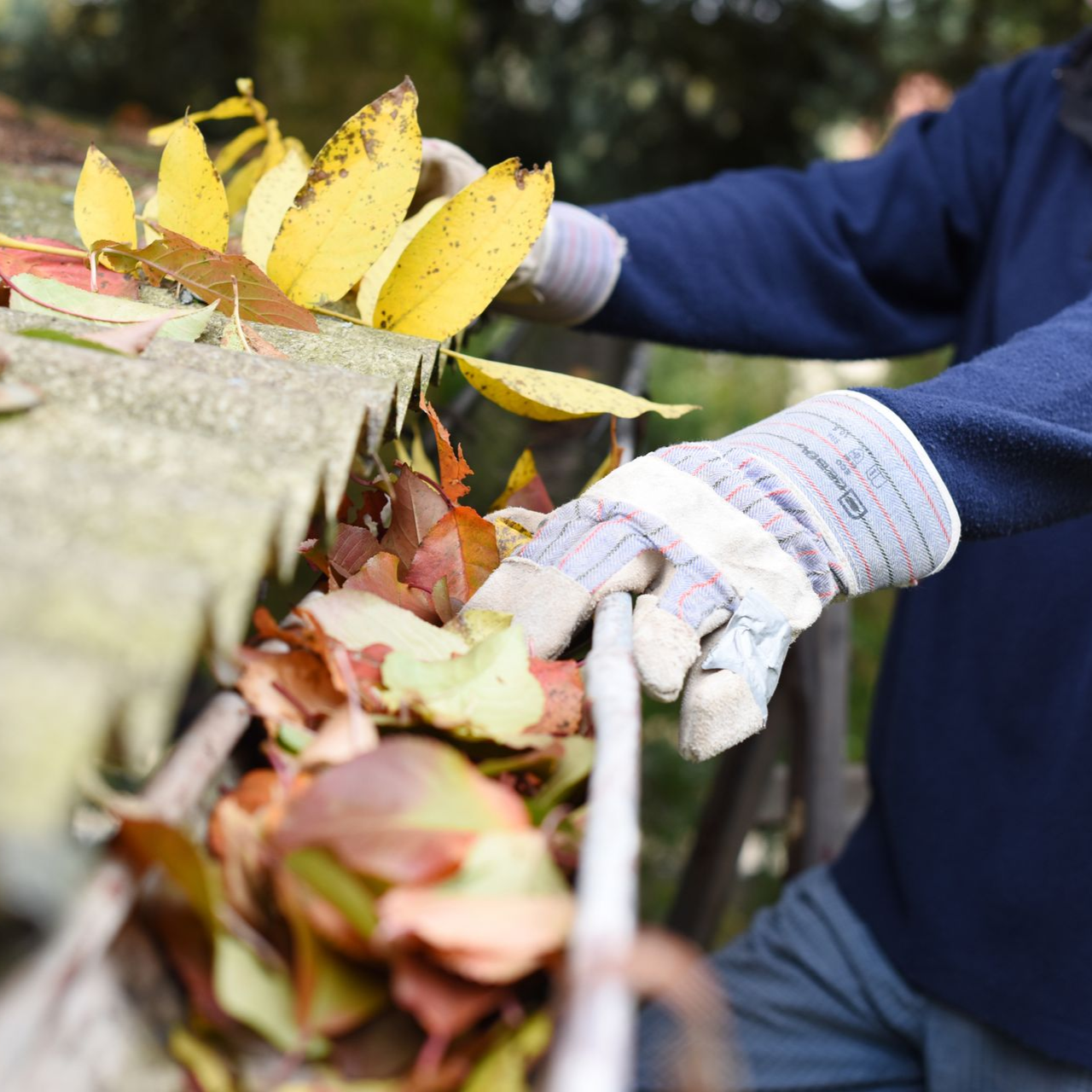 Roof with leaves, gutter in foreground, stone wall and yellow foliage in the background.