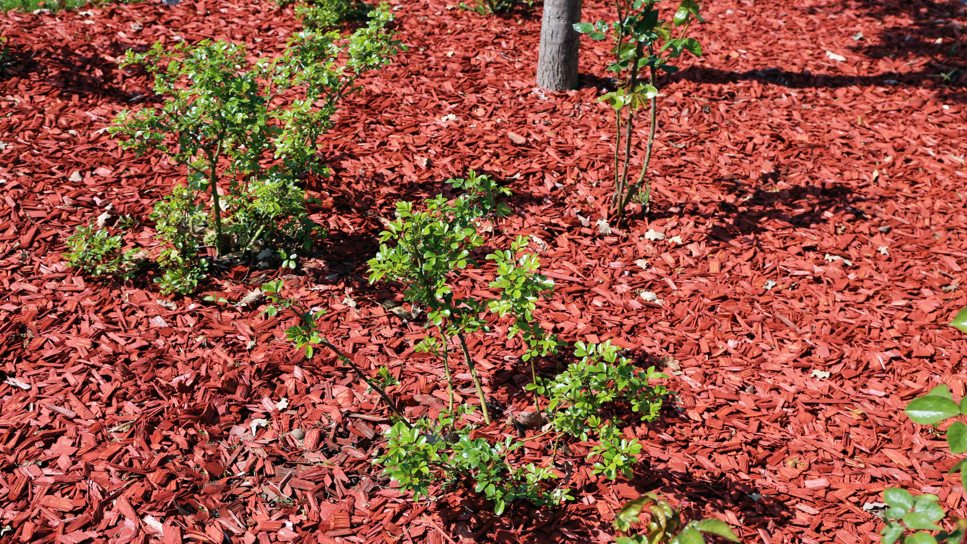 company landscaping services