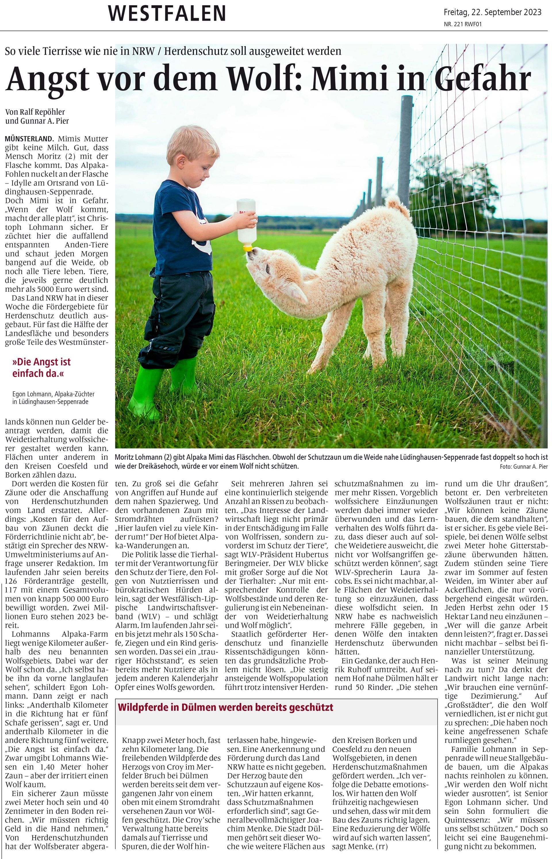 Ein Zeitungsartikel über ein Kind, das ein Schaf füttert