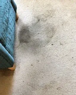 Dirty beige carpet beside a blue upholstered furniture leg, with a dark stain near the edge