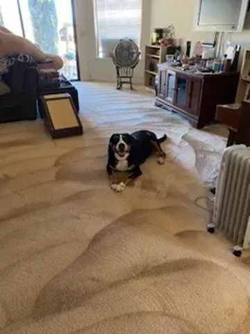 Dog lying on a beige carpet in a bright living room near a radiator and wooden cabinet