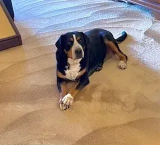 Black-and-white dog lying on a beige carpet in a living room