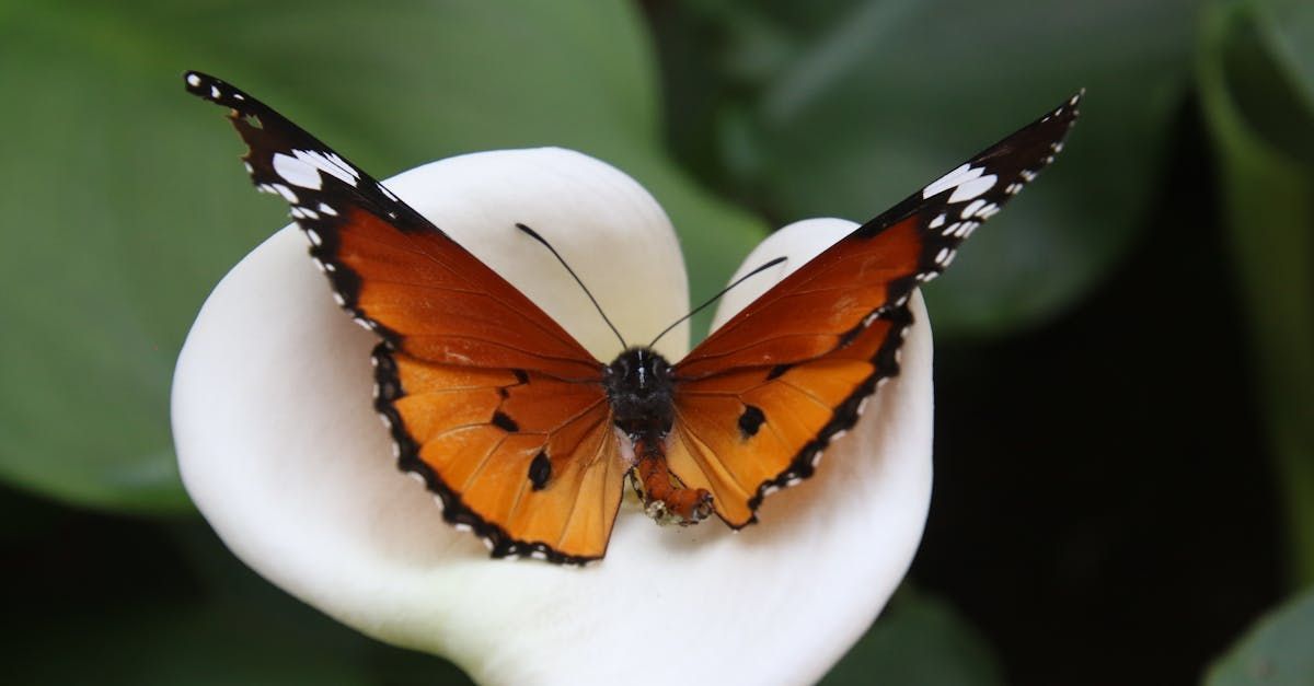 Image of butterfly