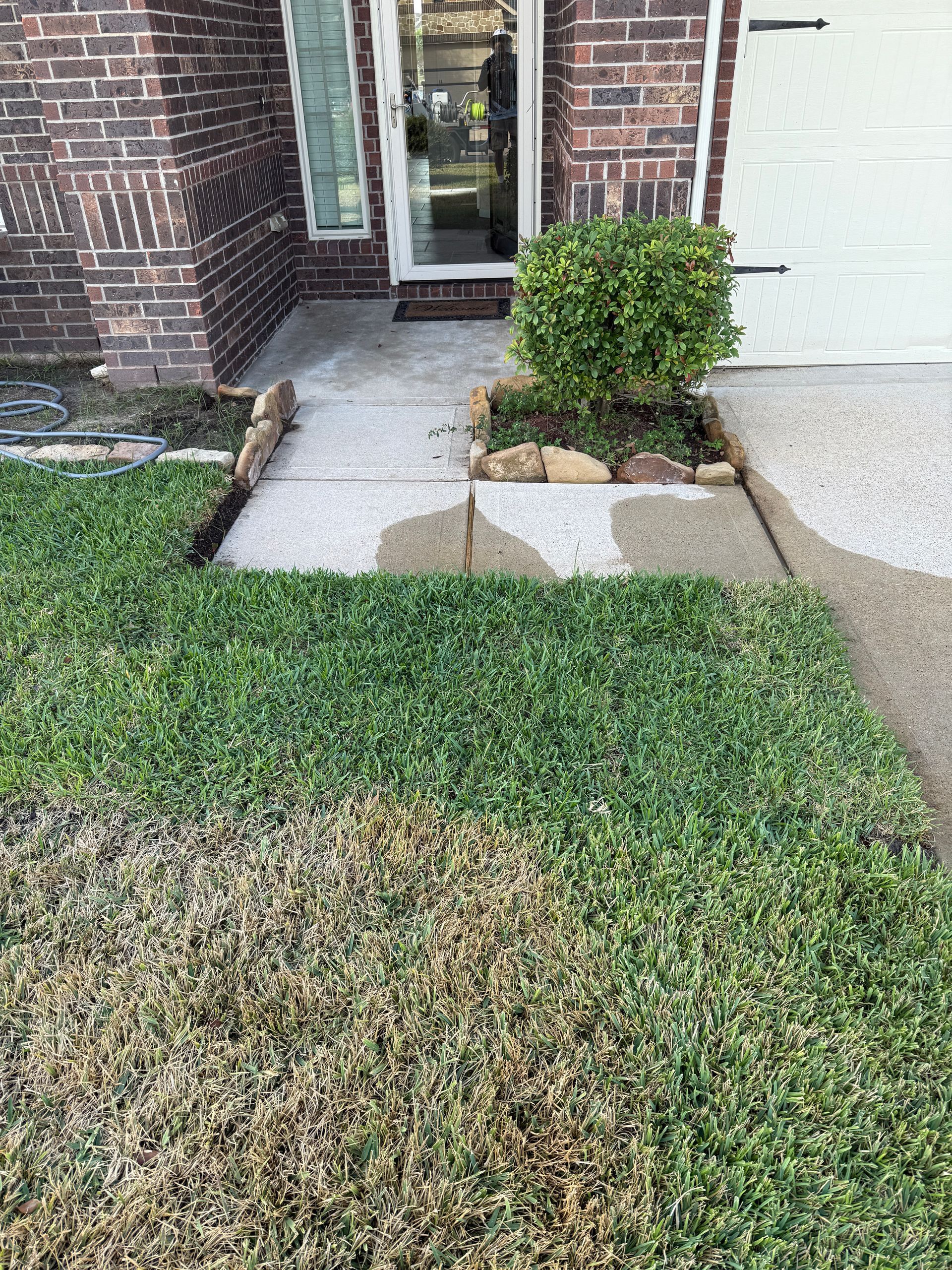 Concrete walkway in front of a brick house. Grass with patches of dead grass and a small shrub.