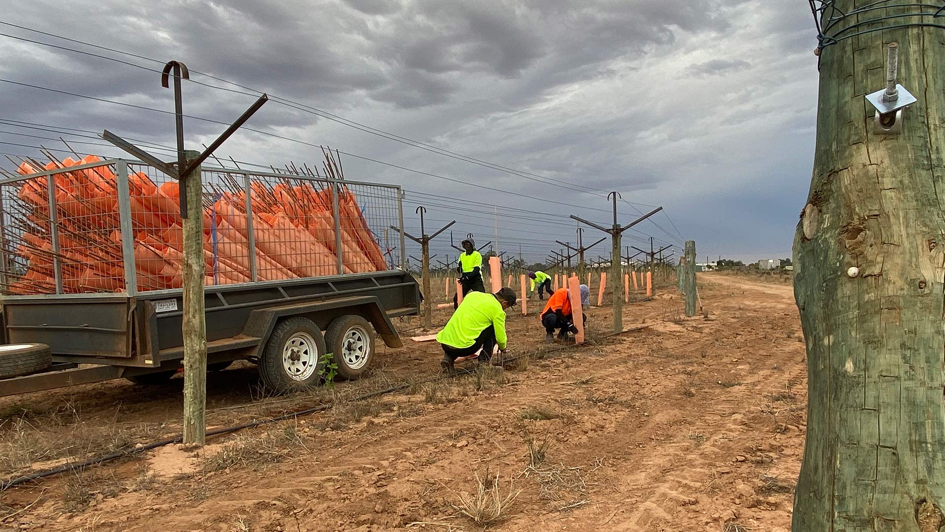 CT Vineyards Planting