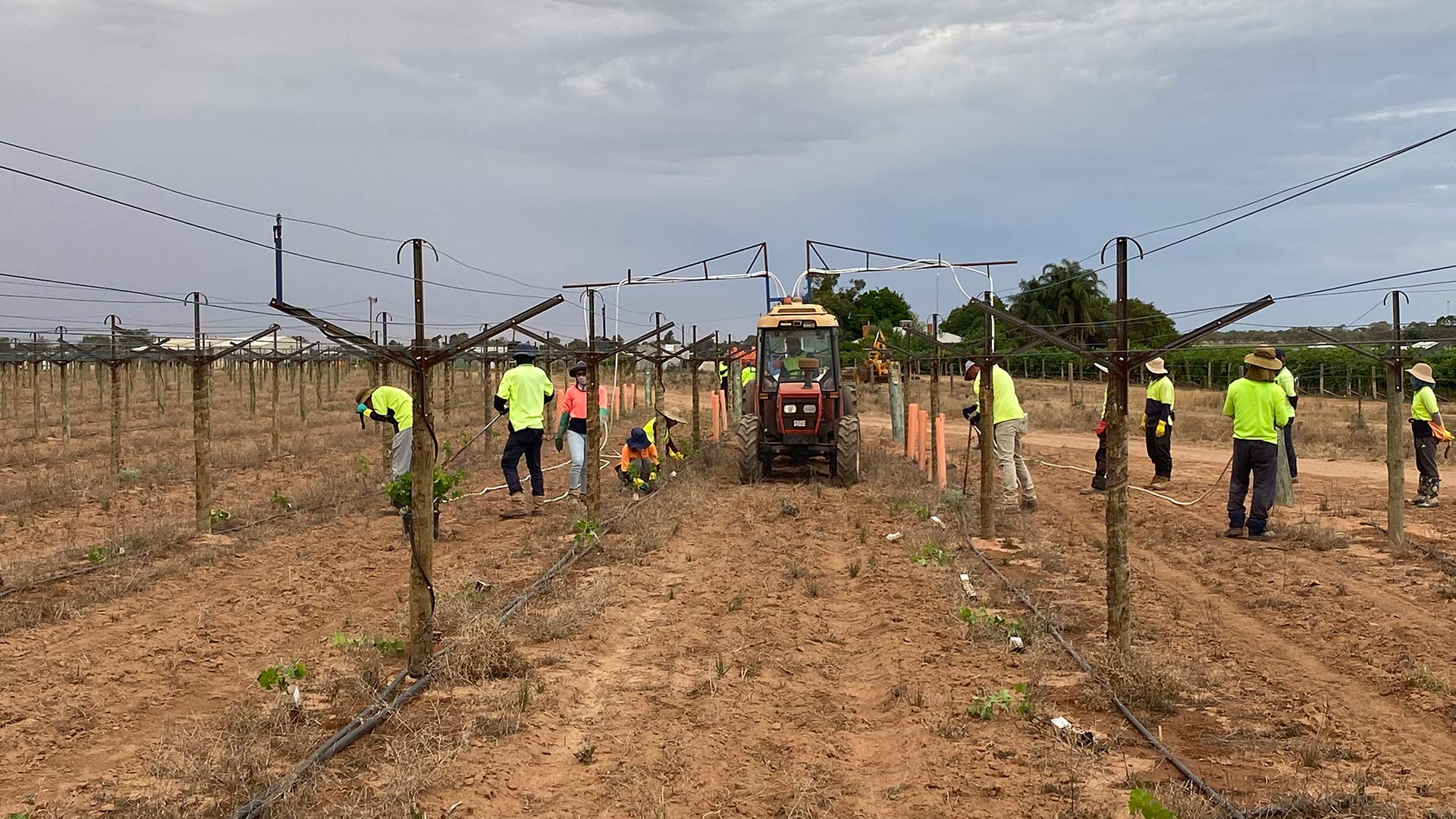 CT Vineyards Planting