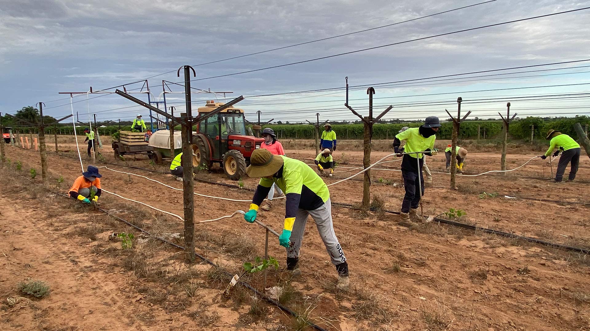 CT Vineyards Planting