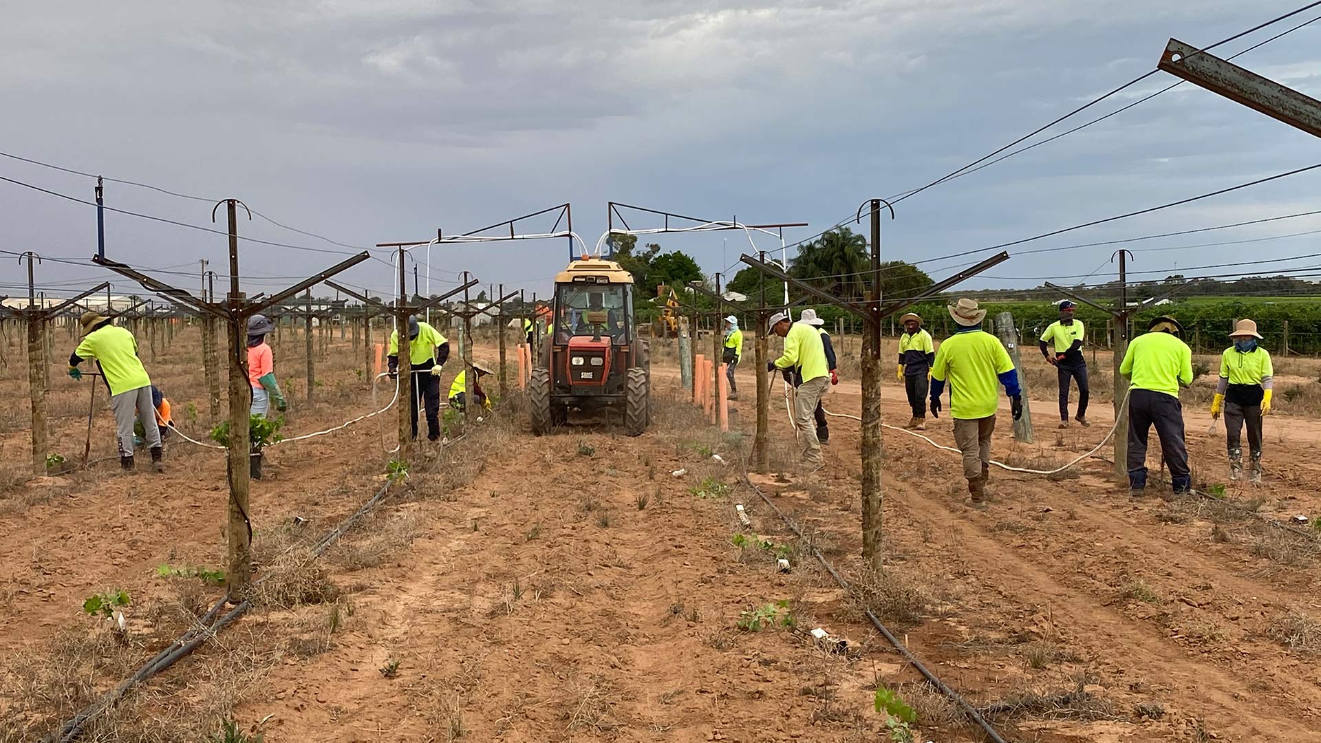 CT Vineyards Planting