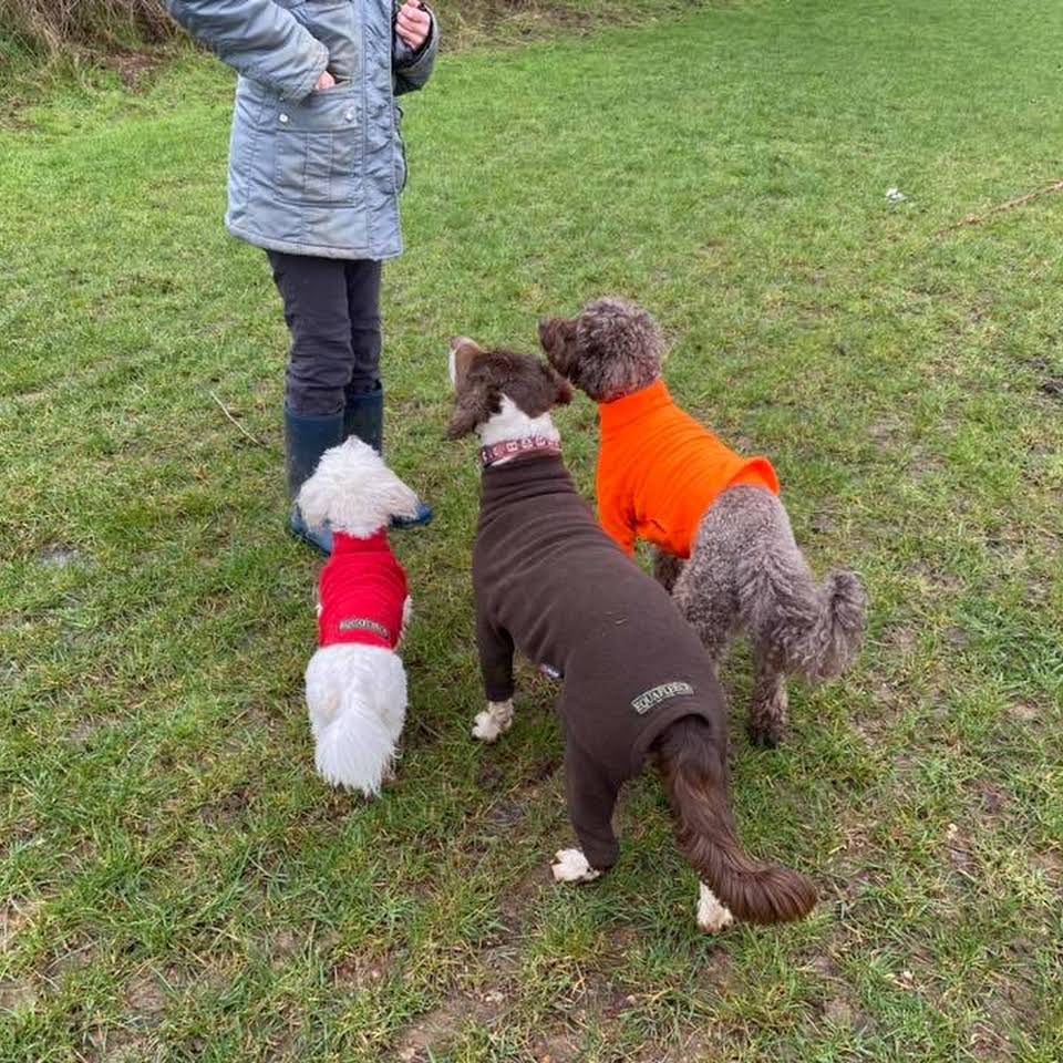 Dog Boarding, Daycare & Walking in Borehamwood