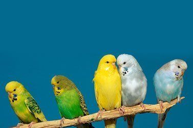 colourful birds