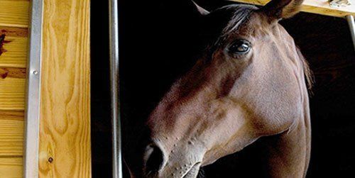 horse