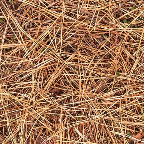 Pine Needles