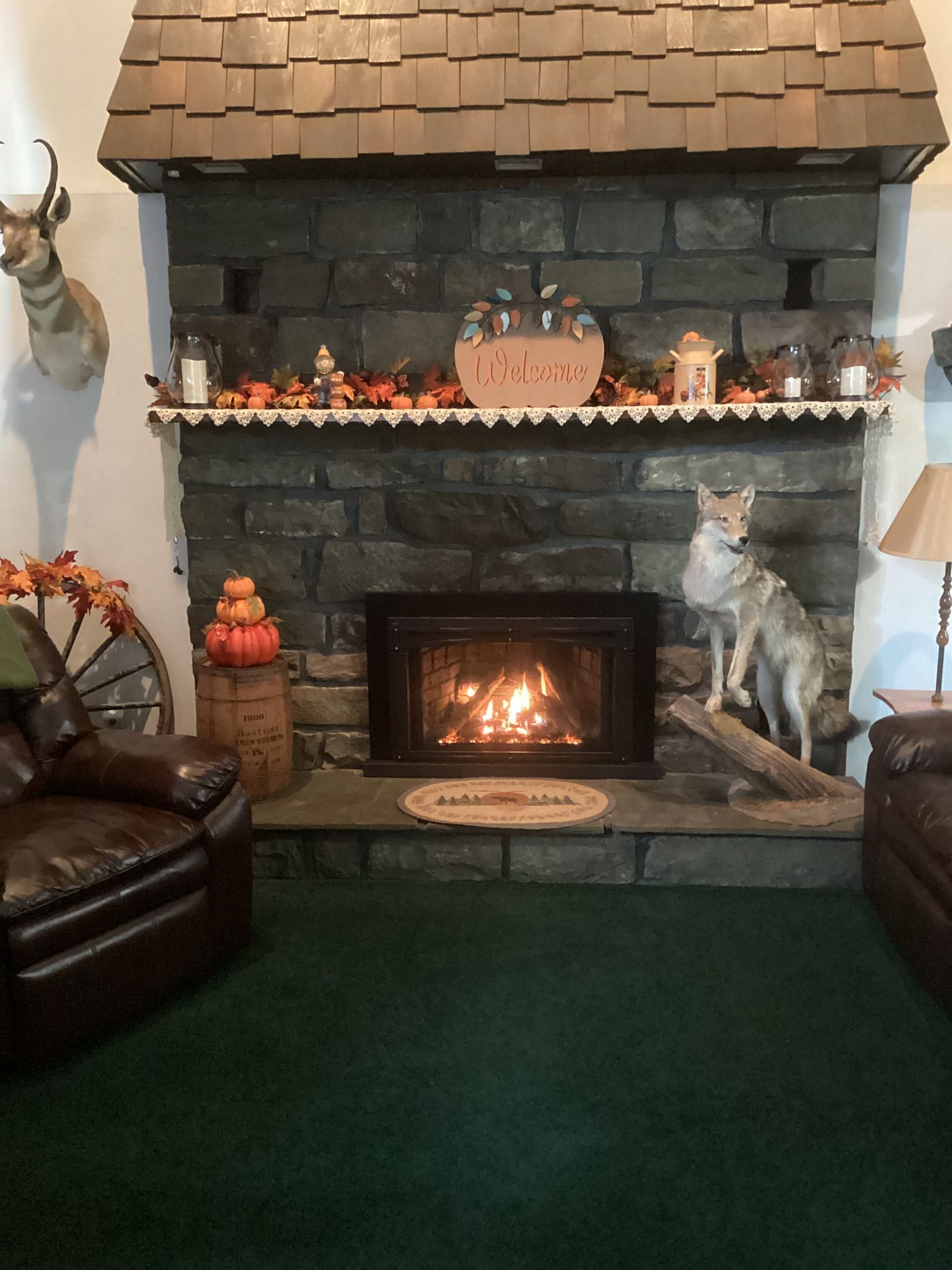 Fireplace with coyote taxidermy, decorated with fall foliage and pumpkins. Leather armchairs on green carpet.