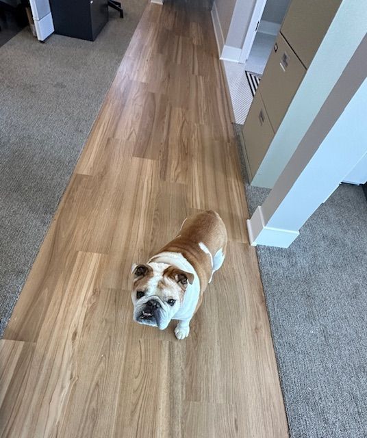 A brown and white dog standing on a wooden floor