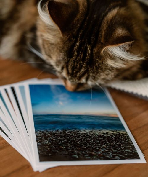 Cat with prints image
