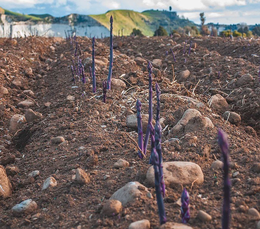 Purple Asparagus Field Crop
