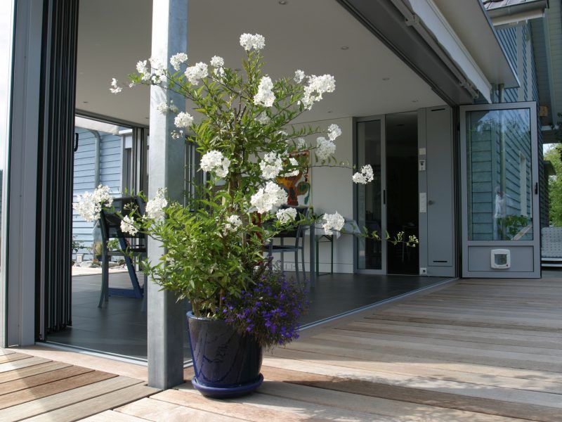 A potted plant with white flowers is sitting on a wooden deck.