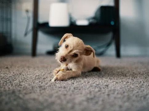 Cute Puppy on Carpet