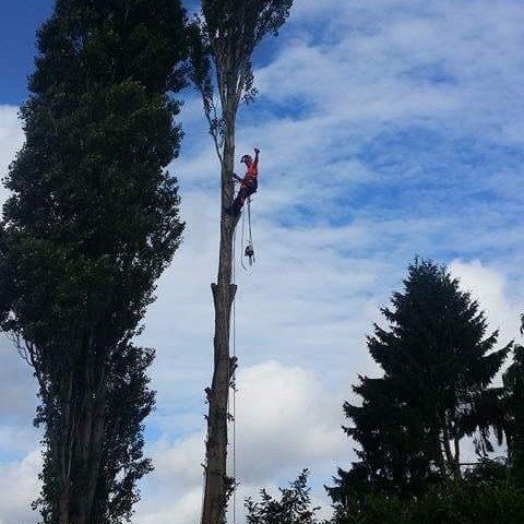 Comprehensive tree surgery services