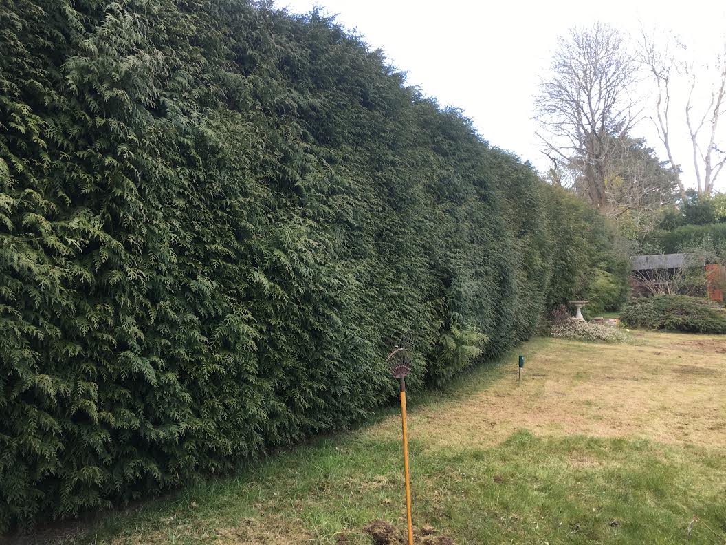 hedge trimming