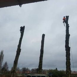 Helping you keep your trees in great shape