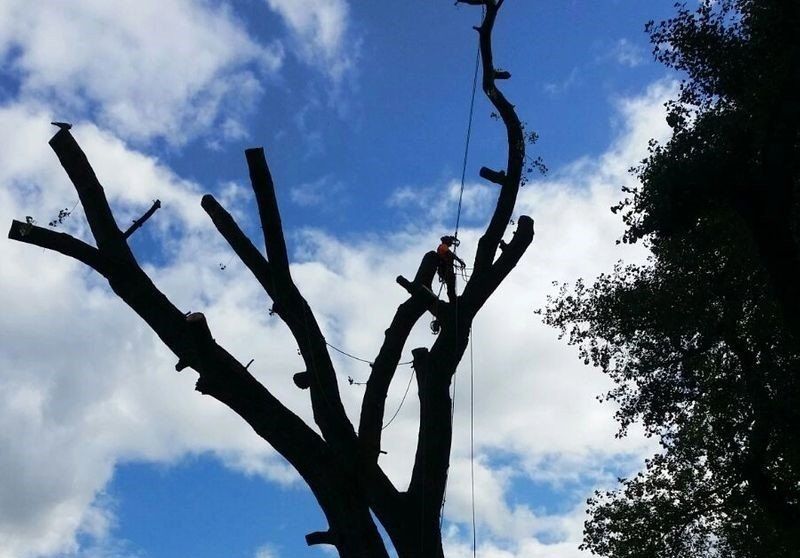 Tree surgery by experts in Wolverhampton