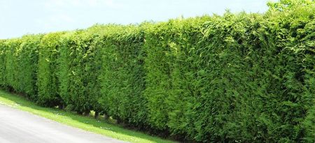 Hedge Cutting Services