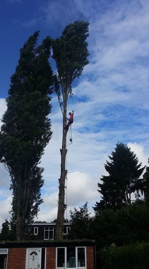 tree crown reduction