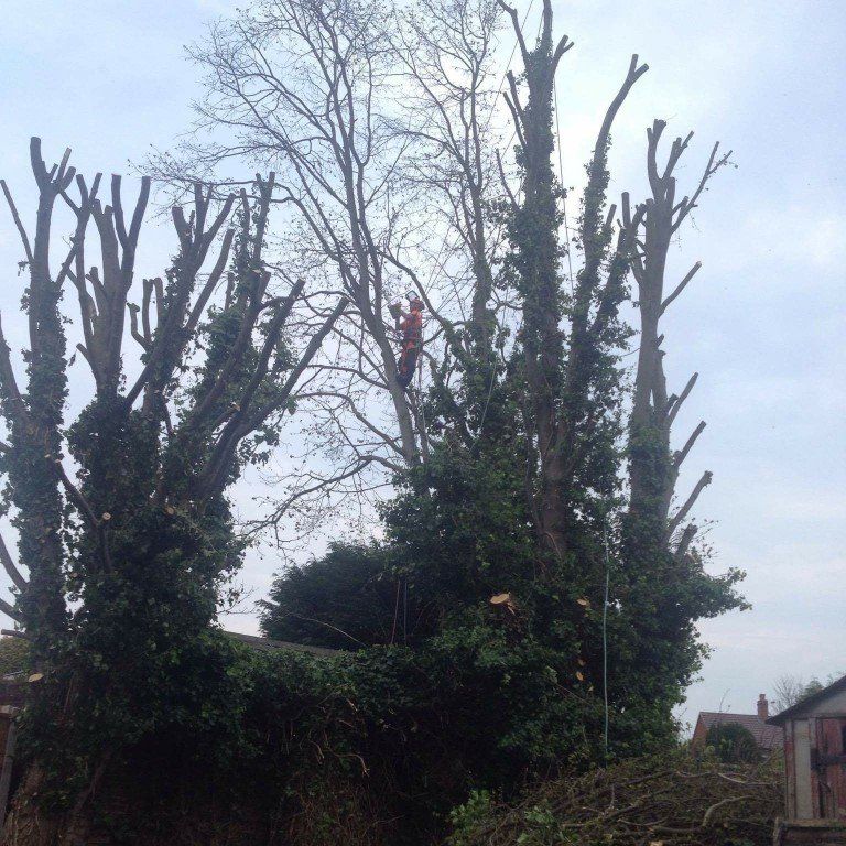 Felled tree removal