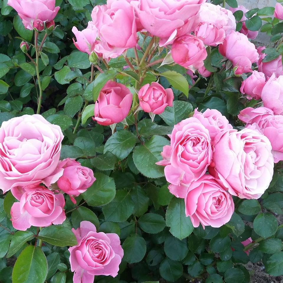 Rose rosa che sbocciano