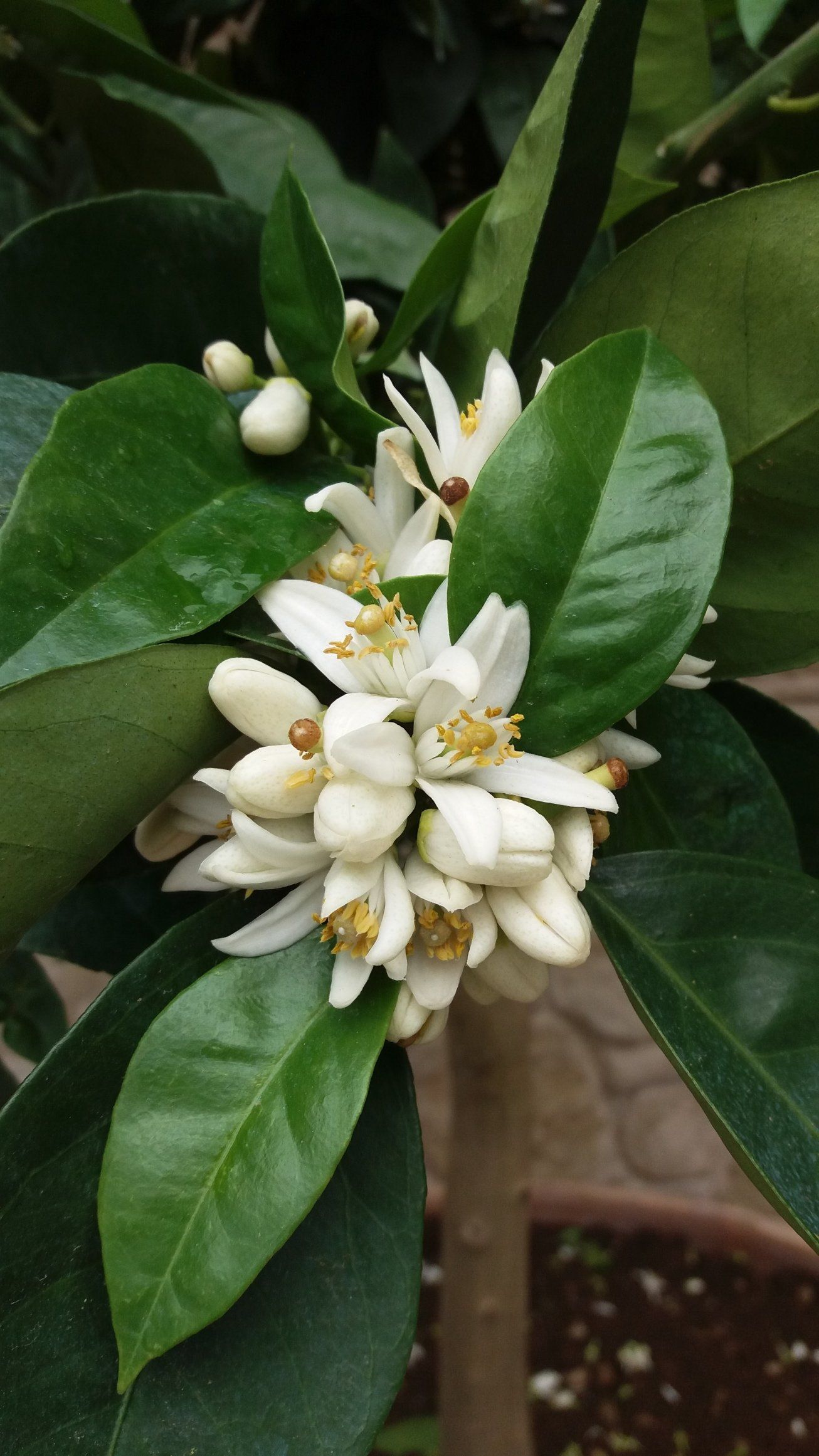 Fiori bianchi di agrumi con foglie e boccioli verdi.