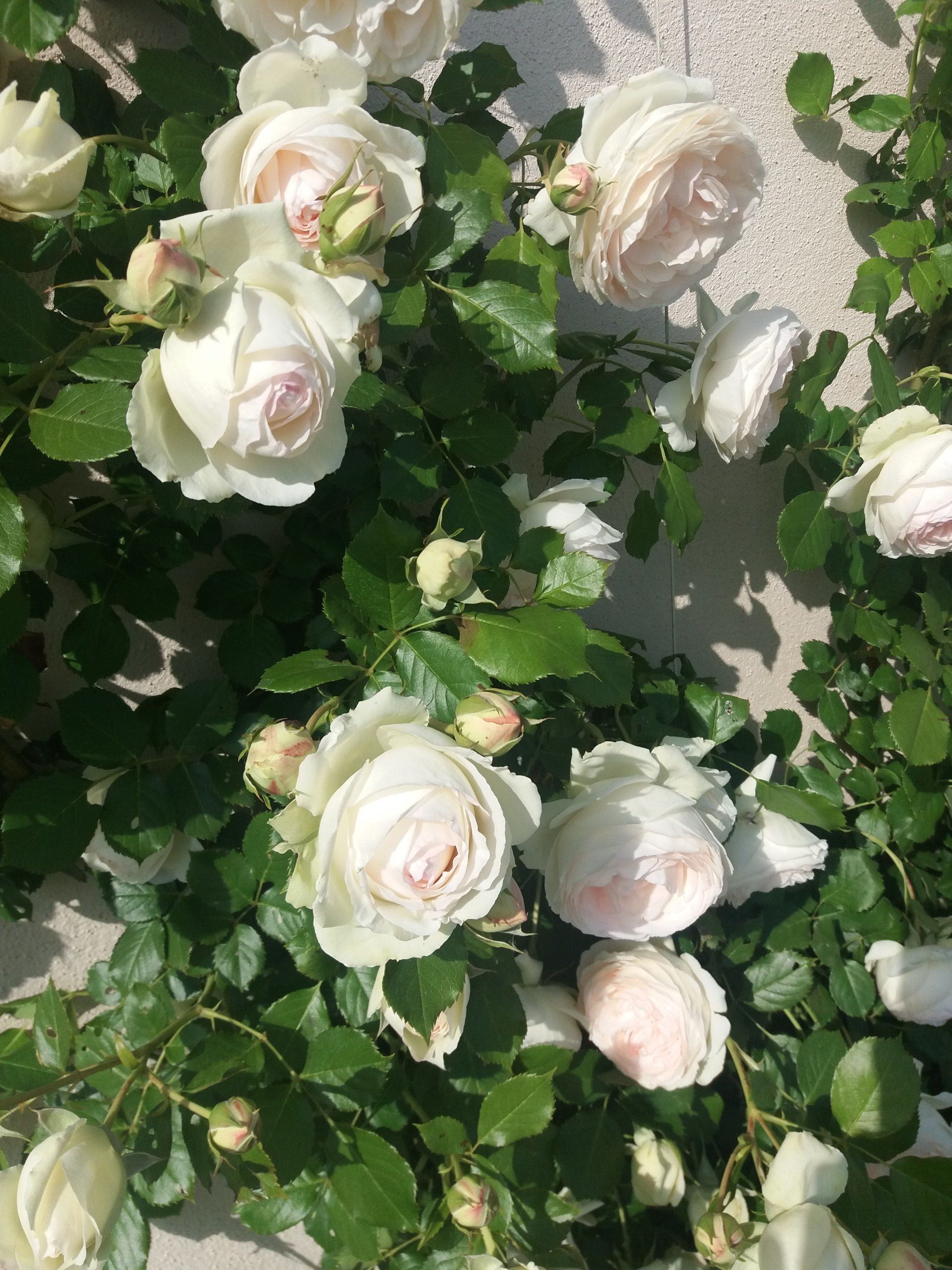 Rose rampicanti bianche