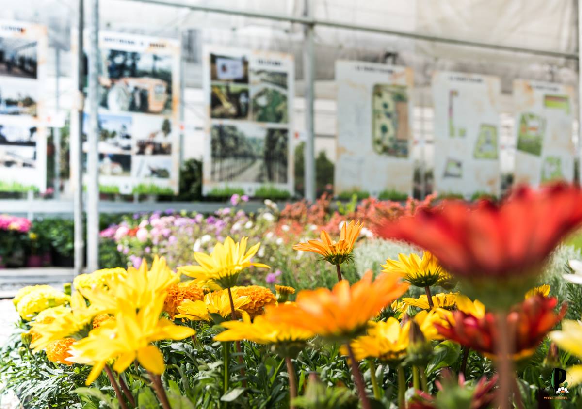 fiori del vivaio
