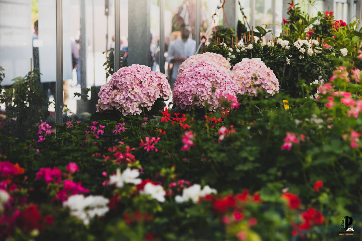 fiori