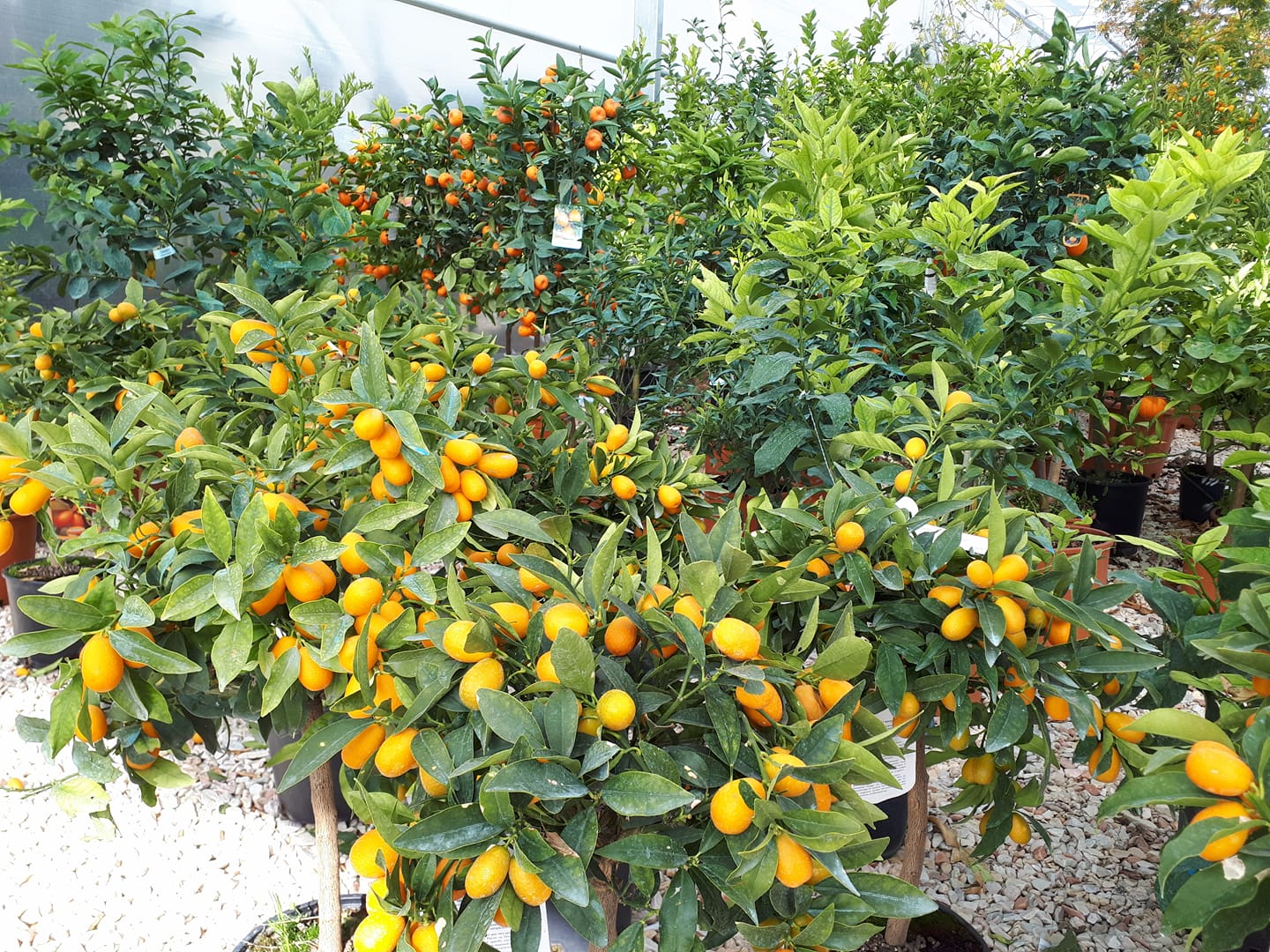 albero con frutti