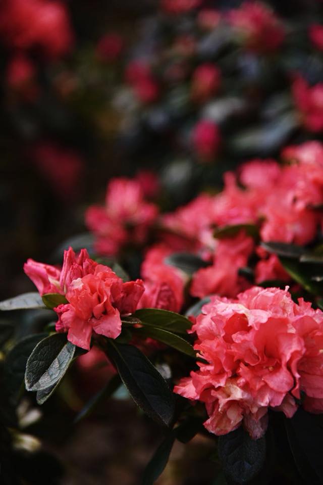 Fiori di azalea rosa in fiore