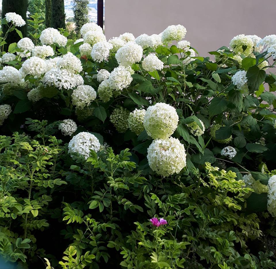 Grandi fiori bianchi di ortensia.